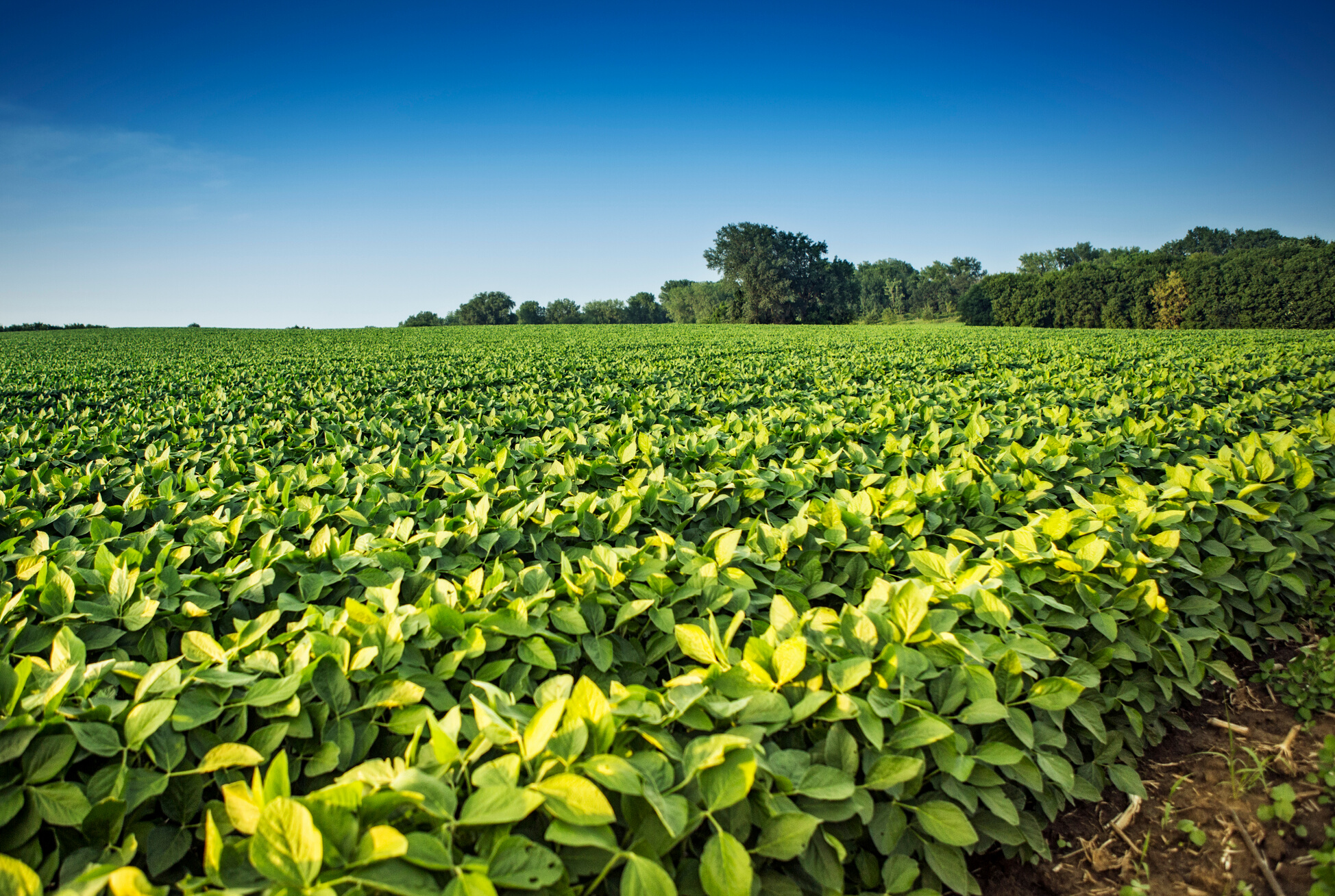 Soy Bean Crops